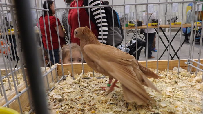 MAŚCIUCH POLSKI 90 PKT