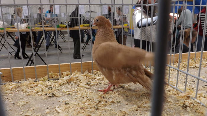 MAŚCIUCH POLSKI 91 PKT