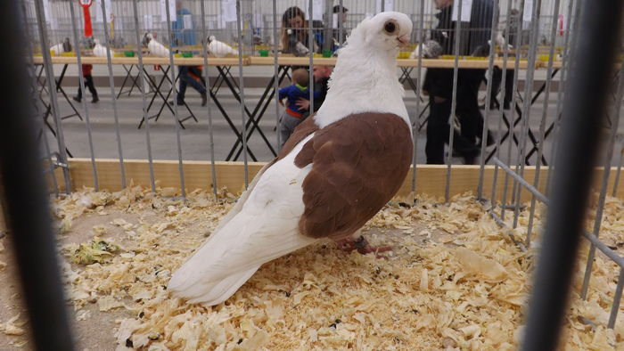 MEWKA NIEMIECKA TARCZOWA 93 PKT