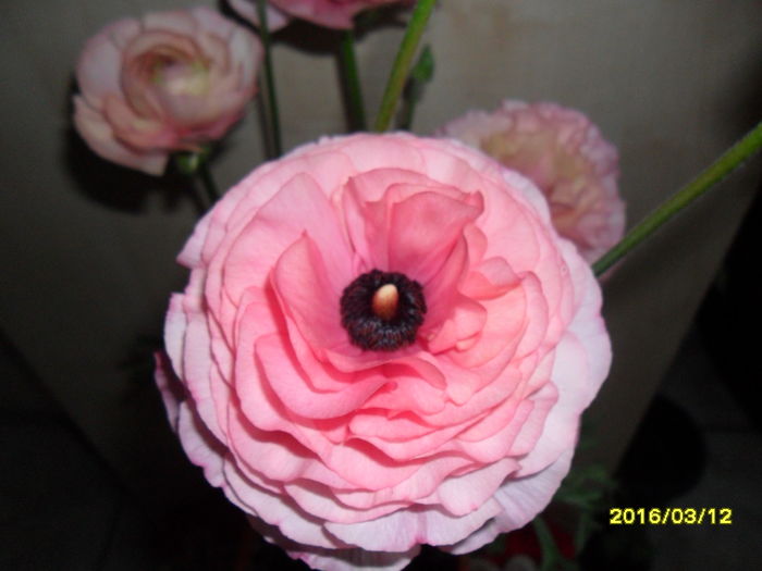 SAM_2585 - Ranunculus