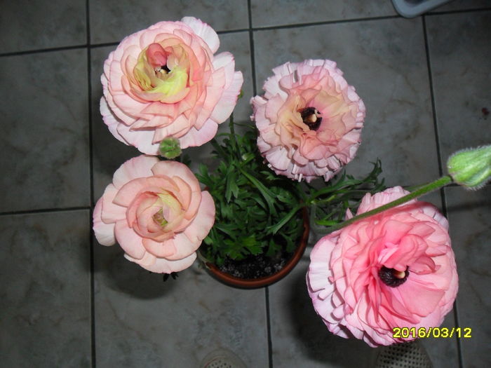 SAM_2586 - Ranunculus