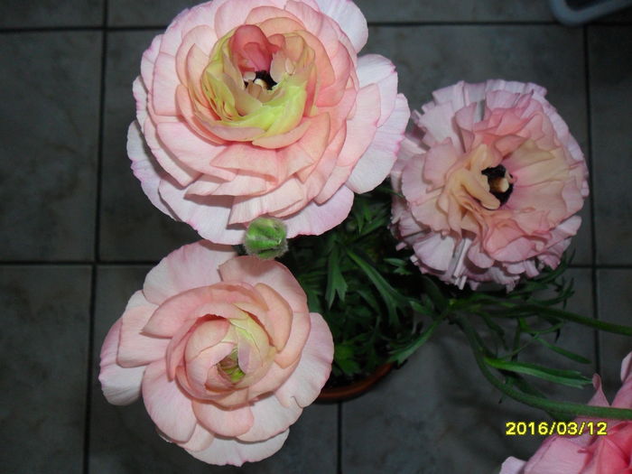 SAM_2587 - Ranunculus