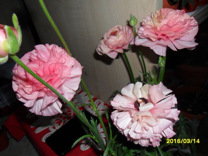 SAM_2600 - Ranunculus