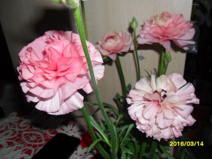 SAM_2601 - Ranunculus