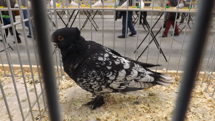 MEWKA ORIENTALNA 94 PKT (2)