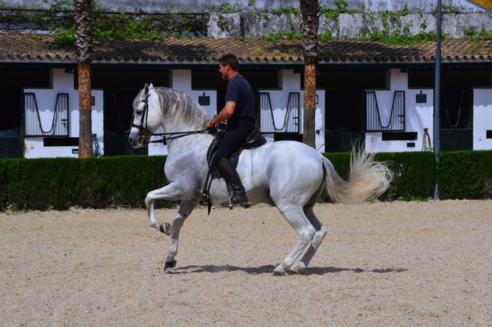 Andalusian frumos-78