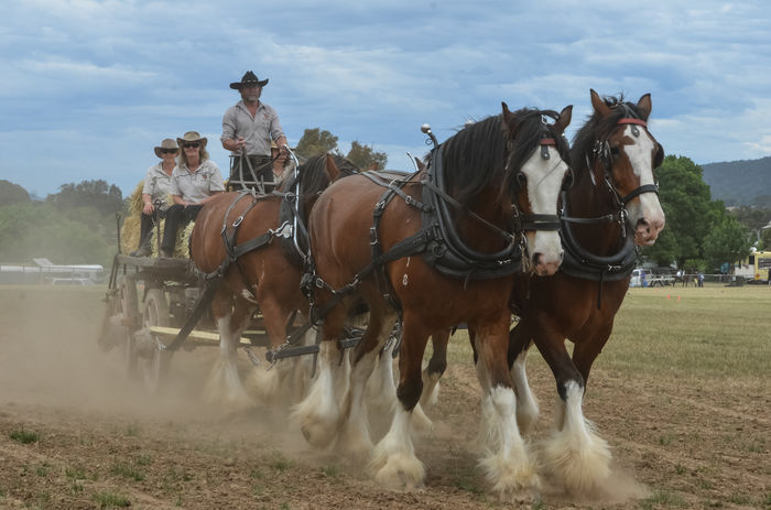 Atelajul cu cai mari