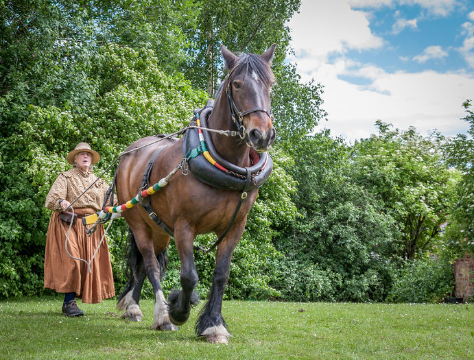 Batranica cu calul-6df