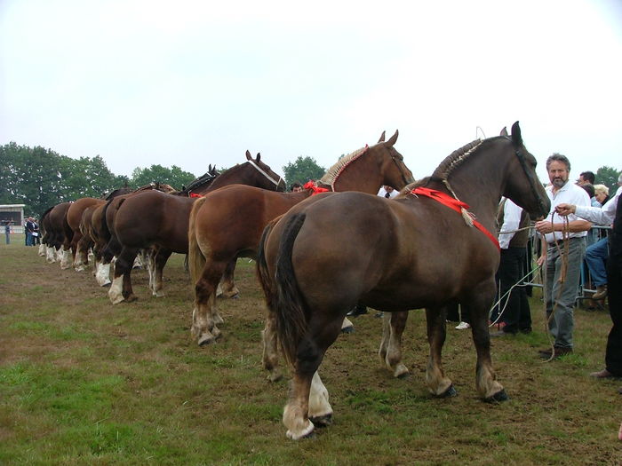 Cai de rasa francezi Trait Breton