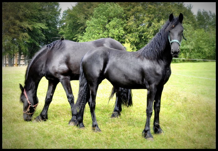 Cai Fresieni tineri-4