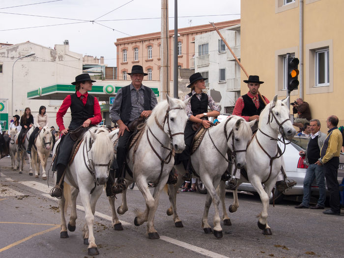 Caii albi frumosi-65y