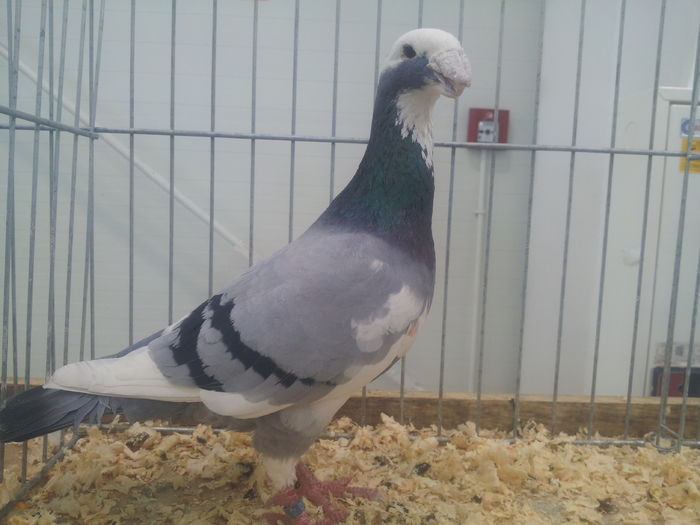 NIEMIECKI WYSTAWOWY 93 PKT