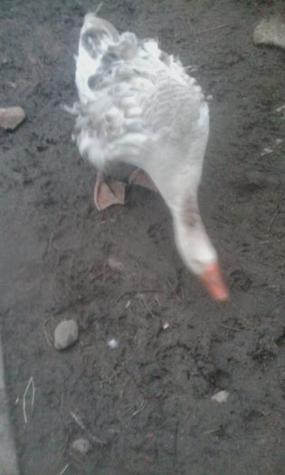 gastele sunt la ouat iar el le pazeste; Foarte agresiv
