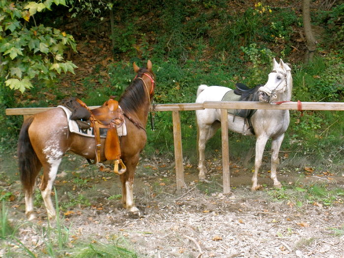 Calutii colorati-93d