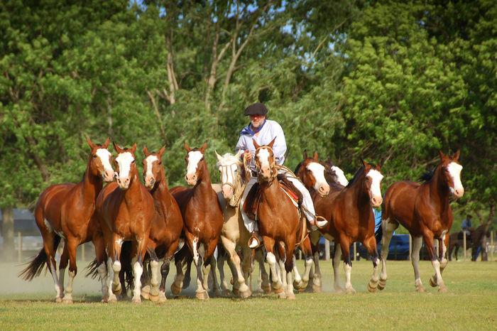 Calutii frumosi la galop-bj87