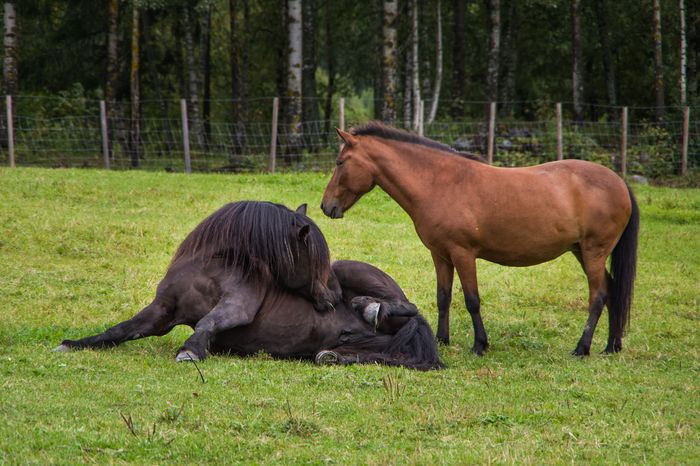 Calutii pe pasune-hu8