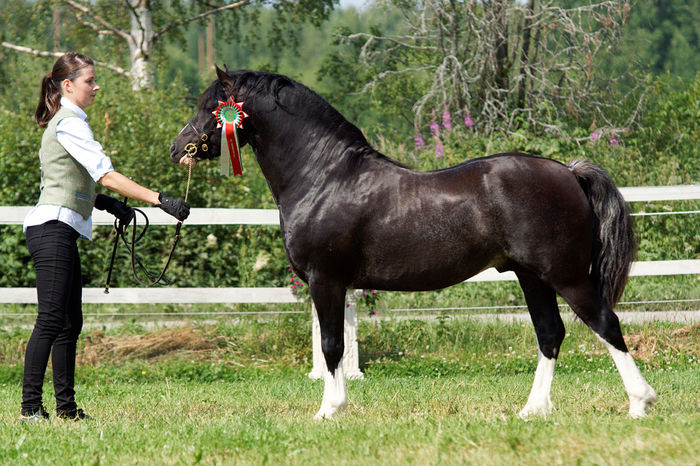 Calutul negru ca corbul