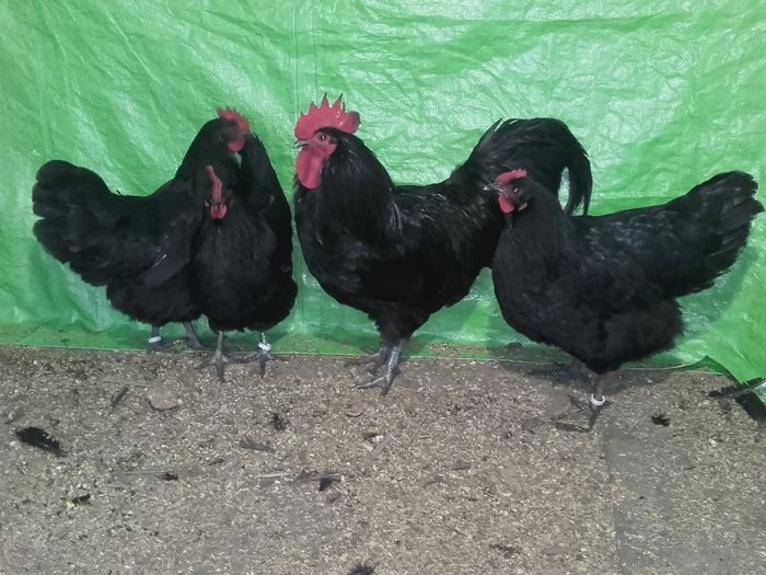 20160302_143351 - australorp 2016