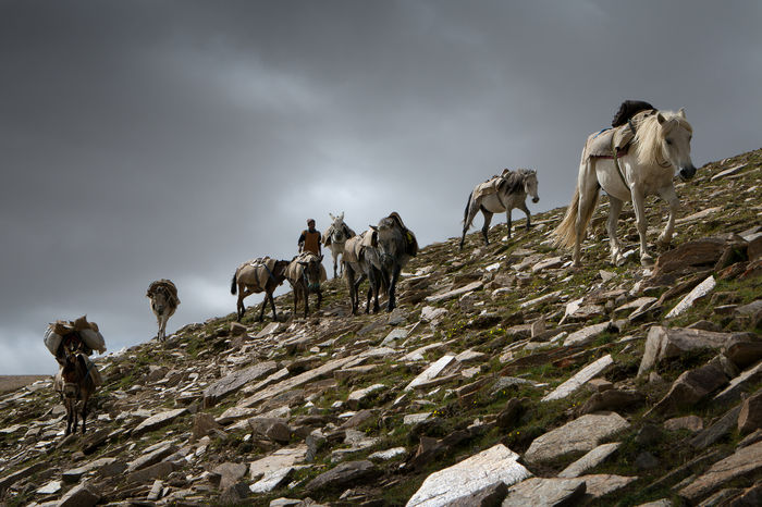Cu caii si catarii de samar-7