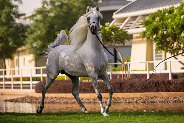 Da , Pur sange Arab desigur - CAI DE RASA 2