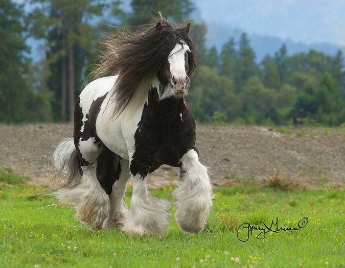 Da uriasul bland-78 - CAI DE RASA 2