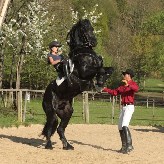 Dresaj frumos - CAI DE RASA 2