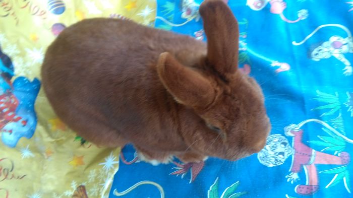 MASCUL=NEO R ;De la d-nlBalazs Atila;; Un mascul f frumos =nascut 01 2015 ;
