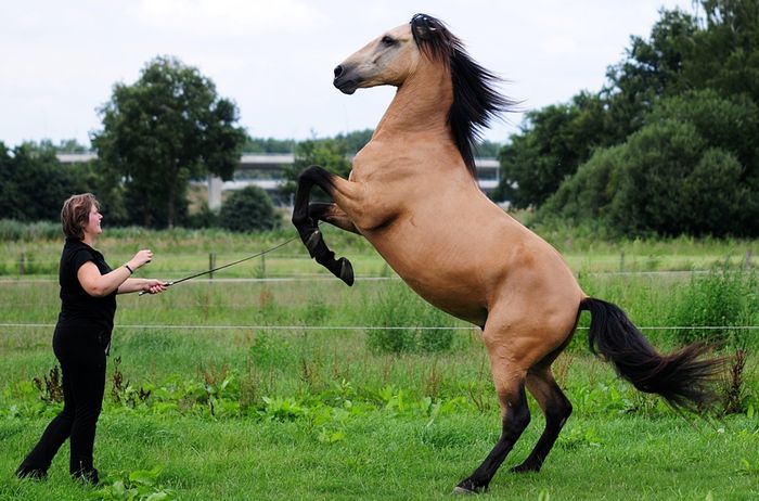 Femeia si calul dresat-9p