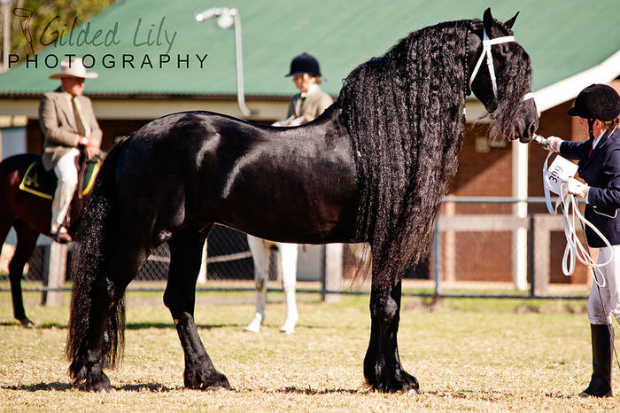 Fresian cu coama deosebita