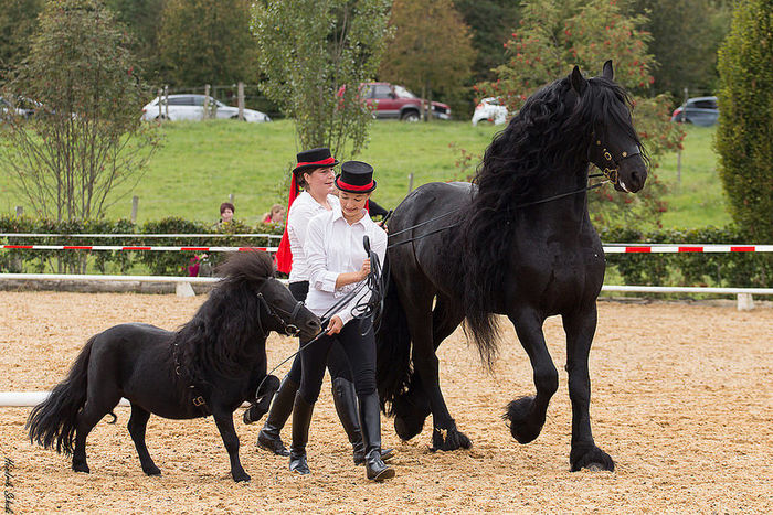 Fresianul cu piticul negru