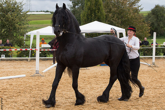 Fresianul frumos-kf65