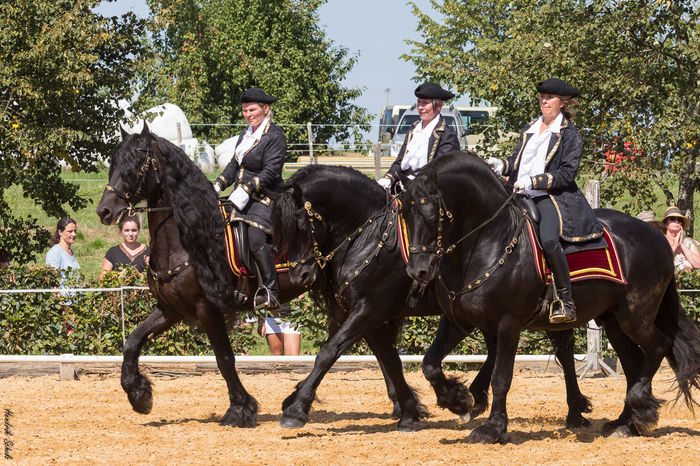 Fresieni deosebiti-9rt