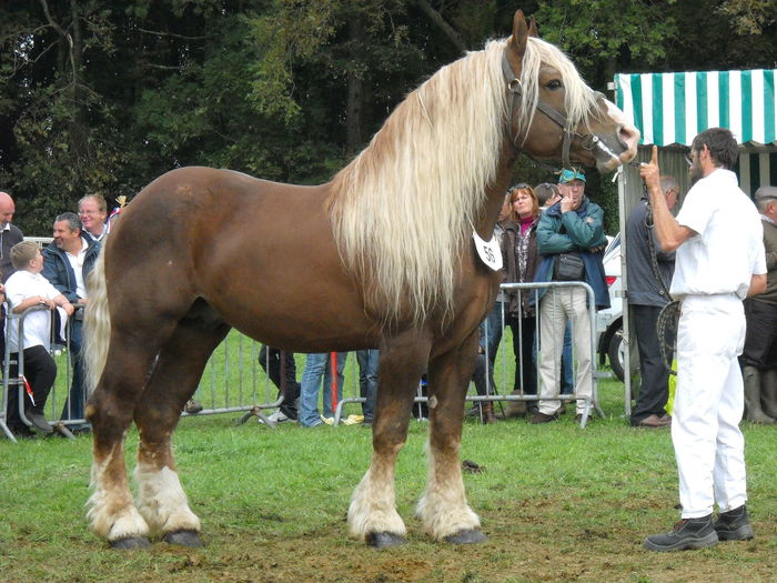 Frumusete cabalina-g5s