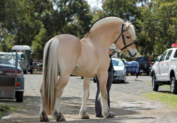 Frumusete de calut-ph7