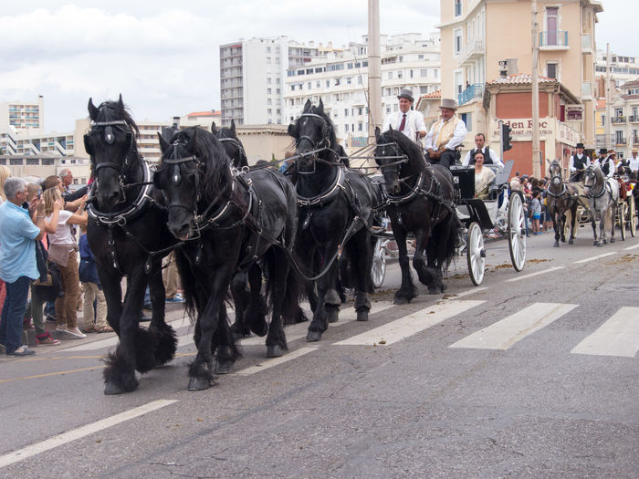 Frumusete de fresieni-7j