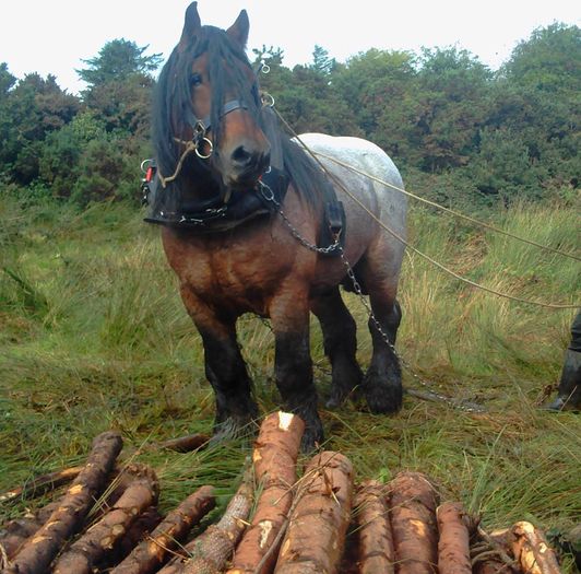 Hamuri simple pieptar