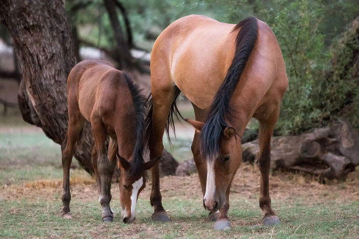 Iapa cu manzucul-7r5