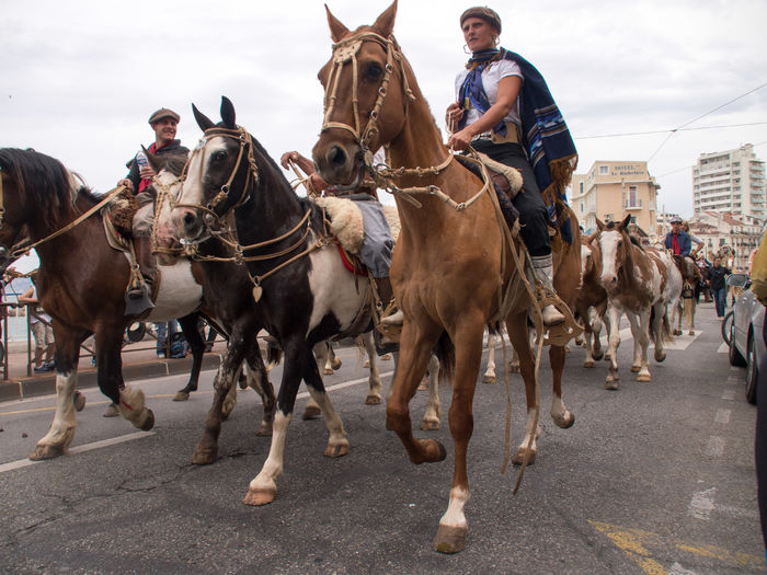 In Spania pe drum cu caii
