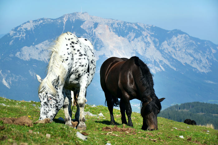 La pascut pe varf de munte