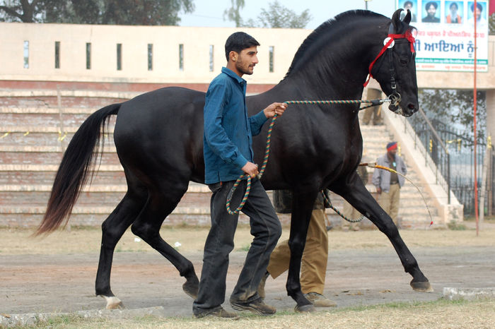 Manz tanar nelinistit