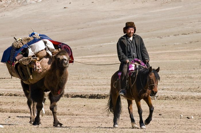 Mongolii cu cai si camile