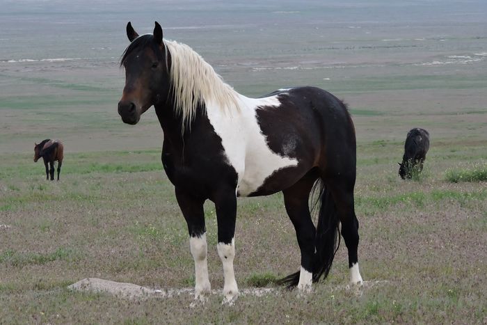 Mustang deosebit-k78