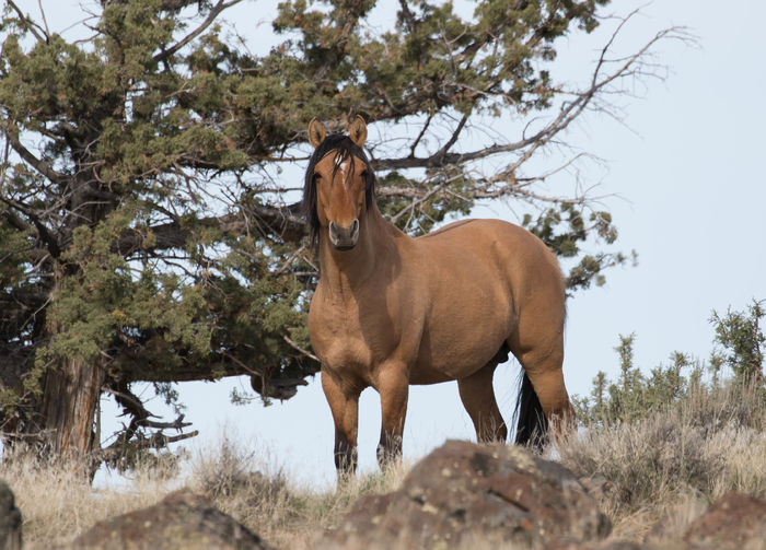 Mustangul deosebit-934