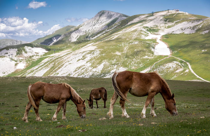 Pasune alpina cu cai