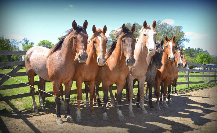 Poza din profil cu cai-3