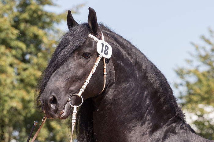 Privire inteligenta de cal adevarat