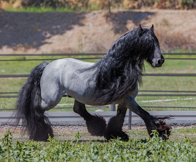 Semigreul deosebit-9sd4