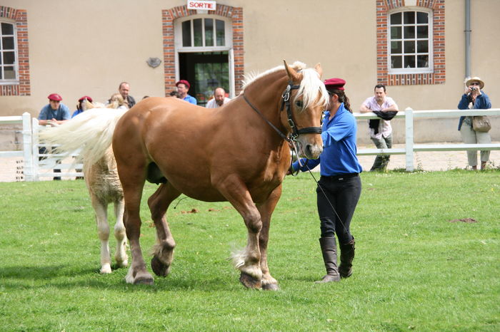 Semigreul galbui-76j
