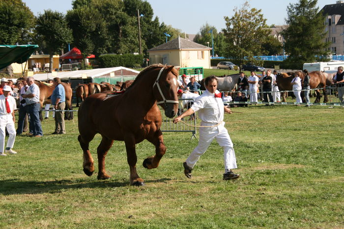 Semigreul la galop-hg7