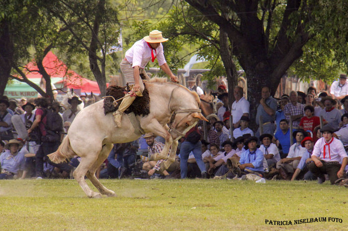 Spaniolii la dresaj-8dh